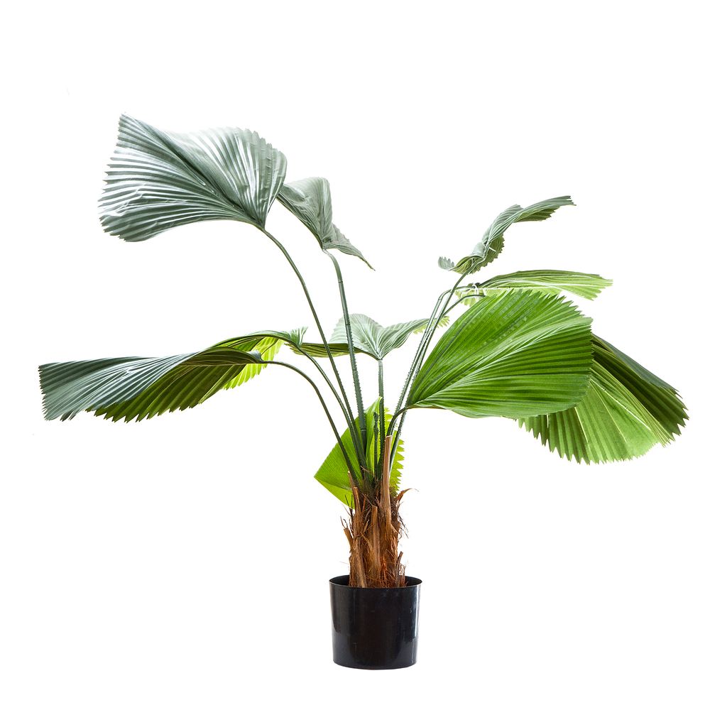 Fan Palm 1.22M