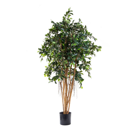 Ficus Retusa 1.8M