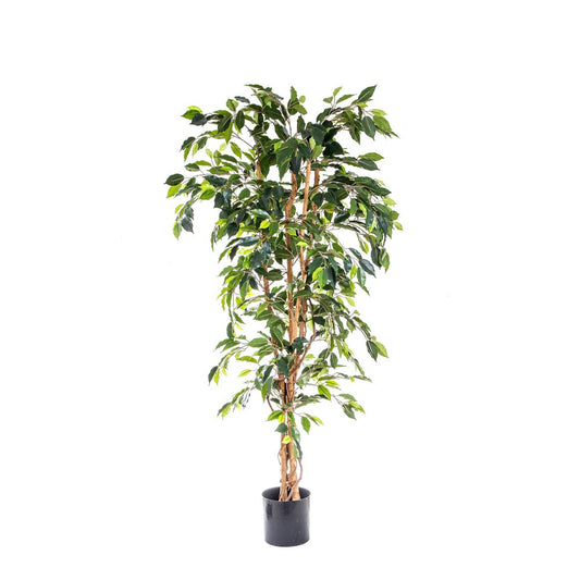 Ficus Tree 1.7M