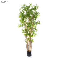 Japanese Bamboo Tree 1.9M