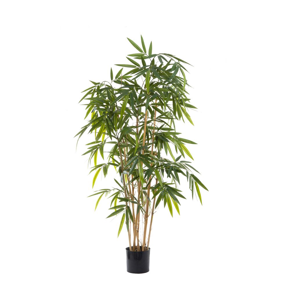 New Bamboo Tree Budget 1.6M