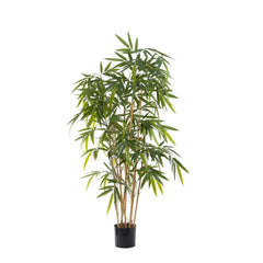 New Bamboo Tree Budget 1.6M