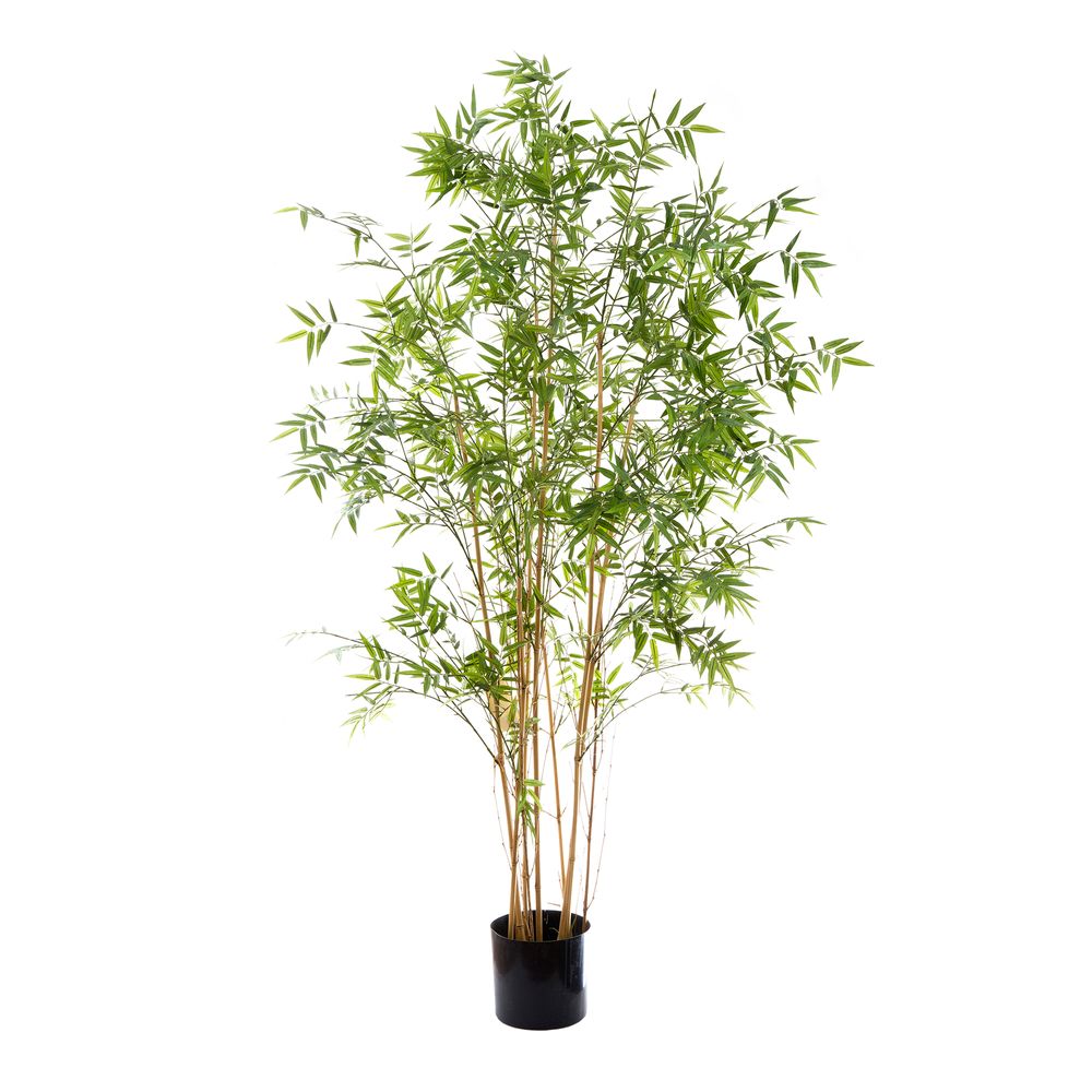 Oriental Bamboo Tree 1.9M