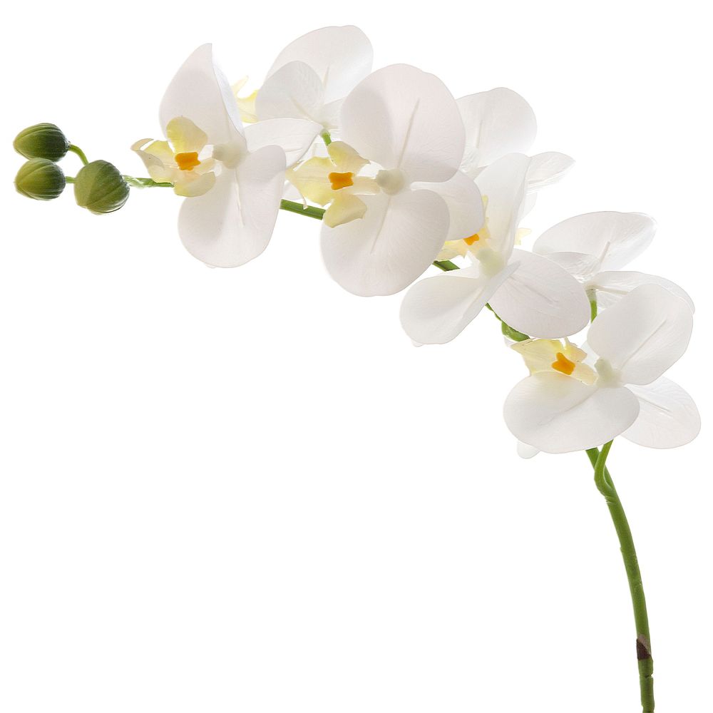 Orchid Phalaenopsis Real Touch 75cm White