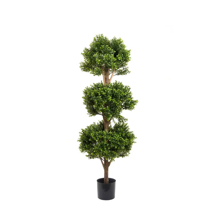 Boxwood Triple Ball Tree 1.2m - (Lure Home Favourite)