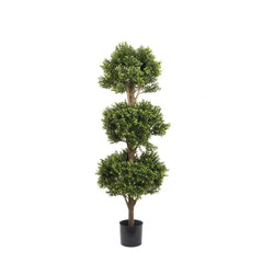 Boxwood Triple Ball Tree 1.2m - (Lure Home Favourite)