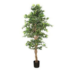 Ficus Retusa Bush Tree 1.8M