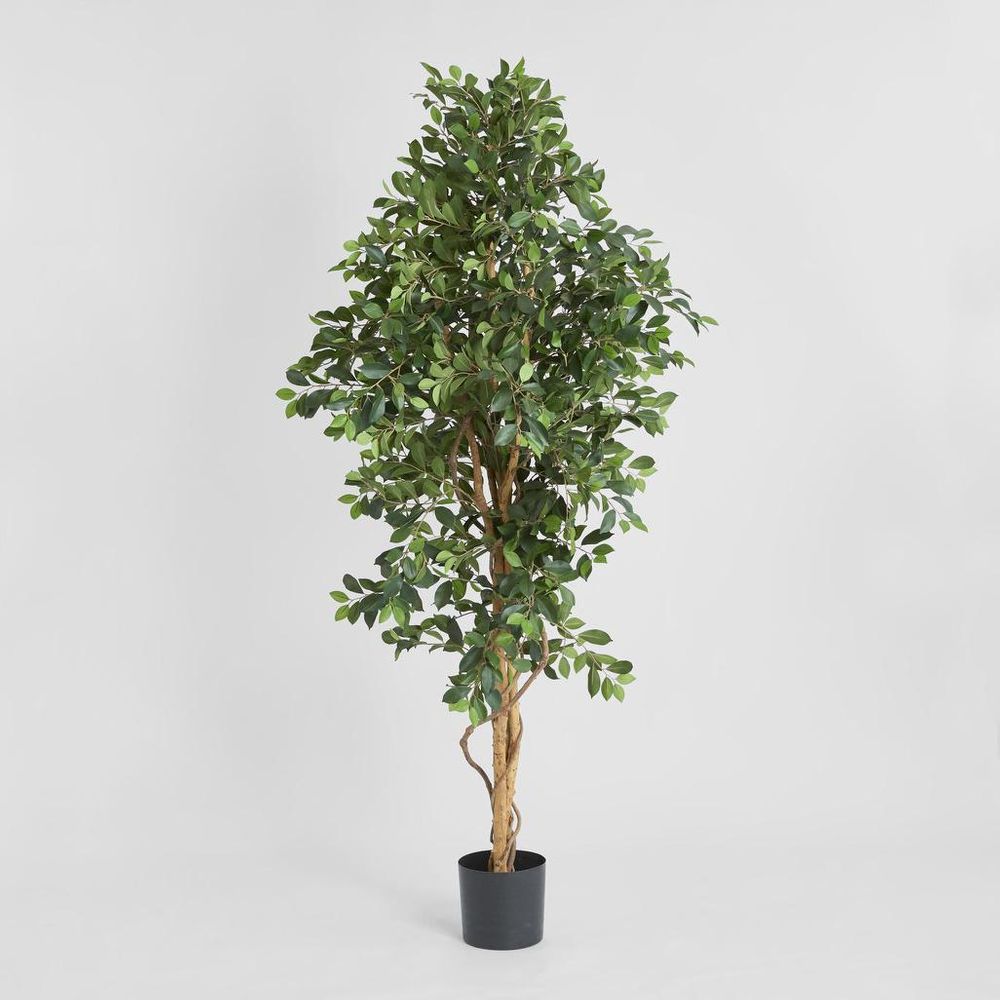 榕树灌木树 1.8M