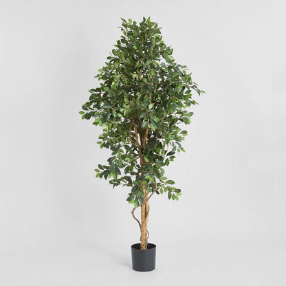 榕树灌木树 1.8M