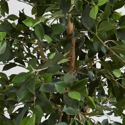 榕树灌木树 1.8M