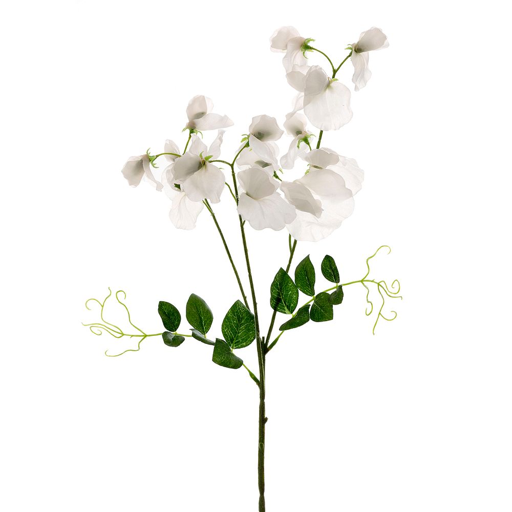 Sweetpea Spray 70Cm White