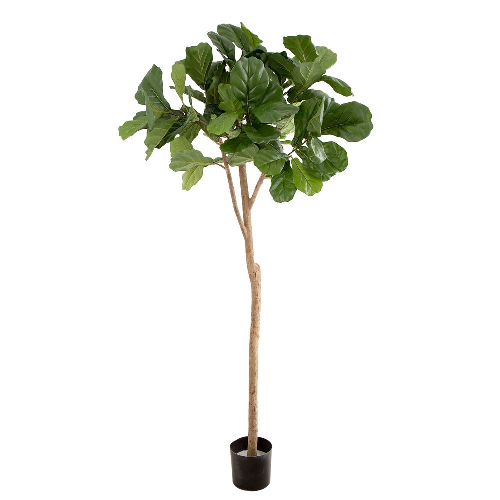 Fiddle Leaf Fig Tree 2M