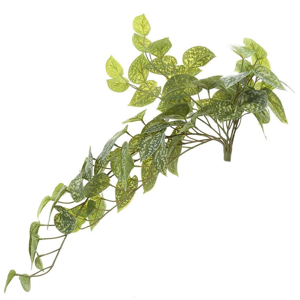 Pothos Bush 70Cm Green
