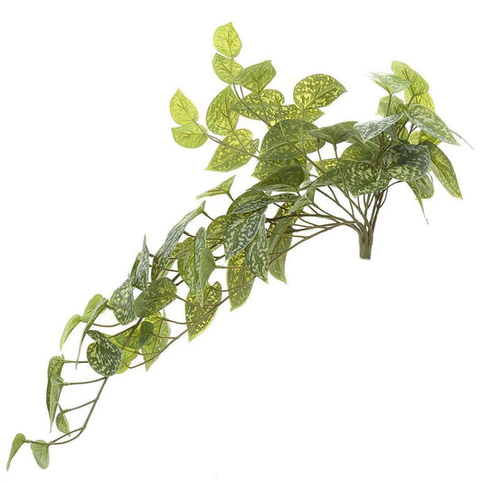 Pothos Bush 70Cm Green