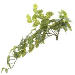 Pothos Bush 70Cm Green