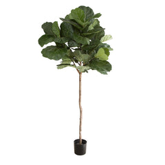 Fiddle Leaf Tree 215Cm