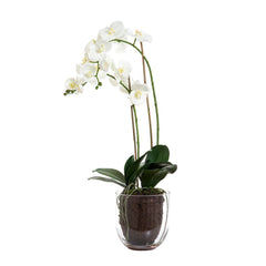 Orchid In Glass Vase 85Cm White