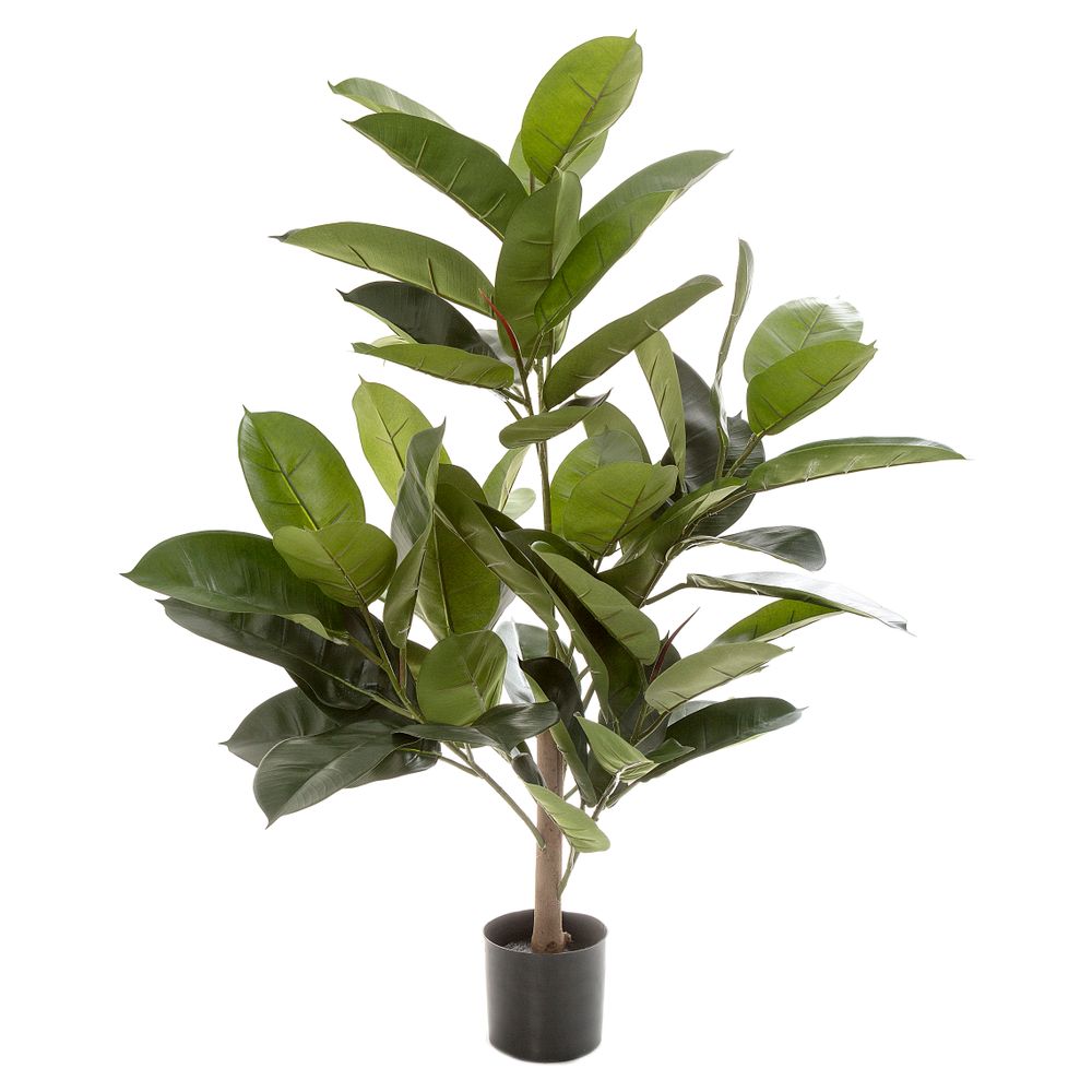 Rubber Plant Tree 96Cm