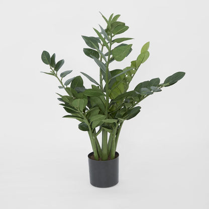Smargago盆栽植物66厘米