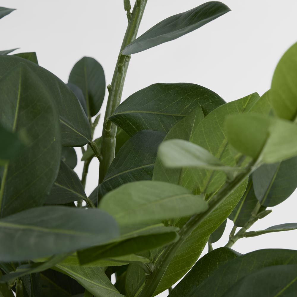 Smargago盆栽植物66厘米