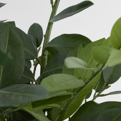 Smargago盆栽植物66厘米