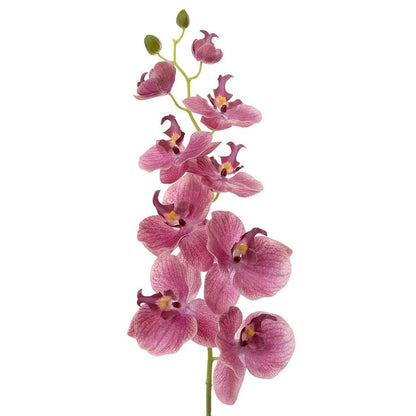 兰花 蝴蝶兰 喷雾 74cm 粉色