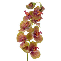 兰花 蝴蝶兰 喷雾 74cm 绿色