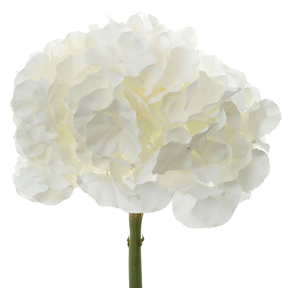 Hydrangea 50cm Snow White