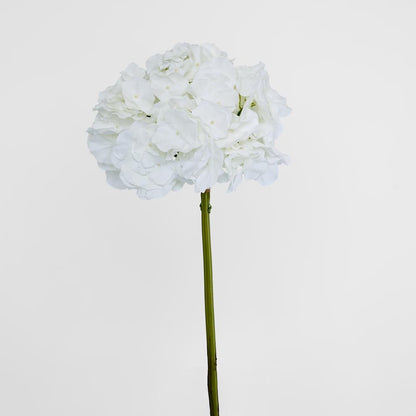 アジサイ 50cm 白雪姫
