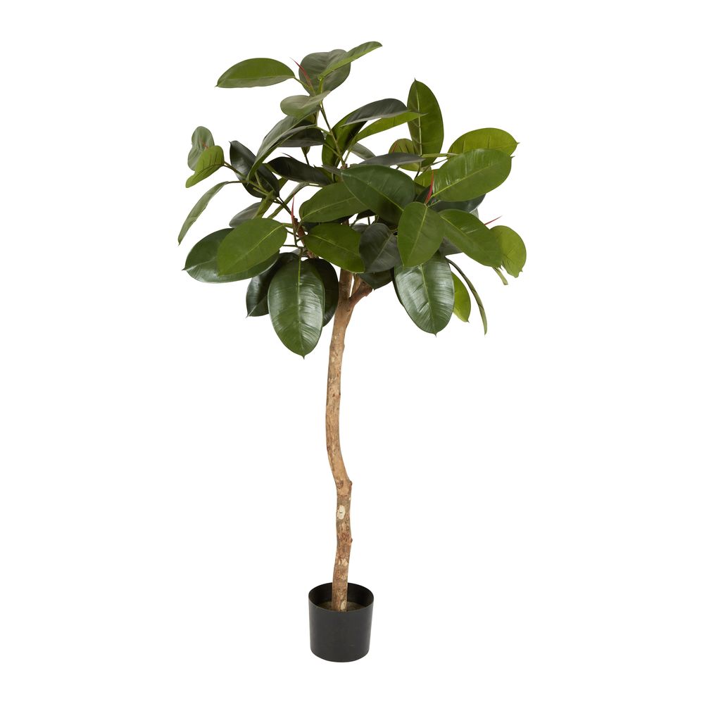 Rubber Plant Tree 1.2M