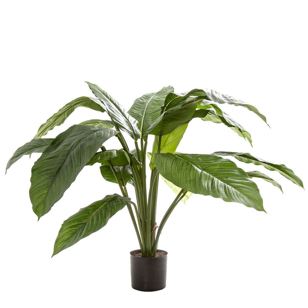 Spathiphyllum Potted 66Cm