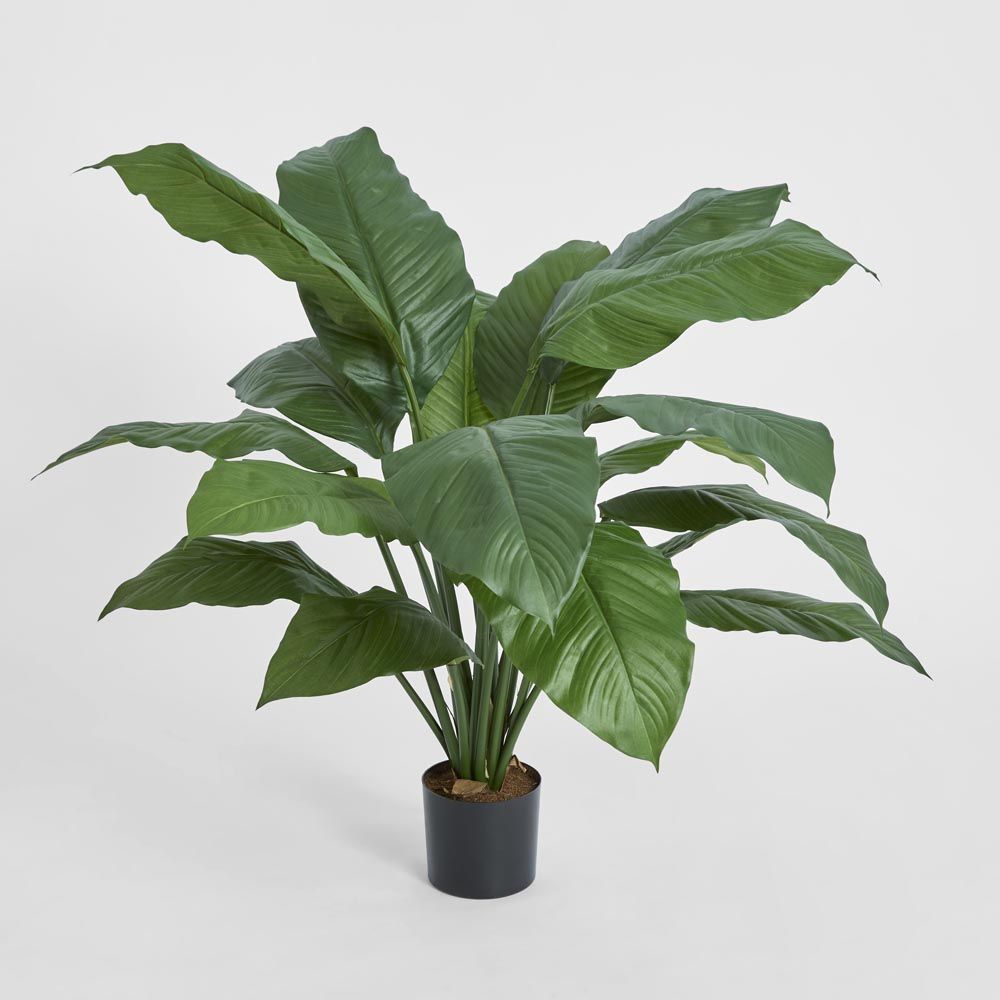 Spathiphyllum Potted 66Cm