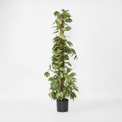 Pothos Vines On Coconut Pole 1.5M