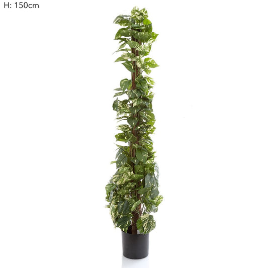 Pothos Vines On Coconut Pole 1.5M