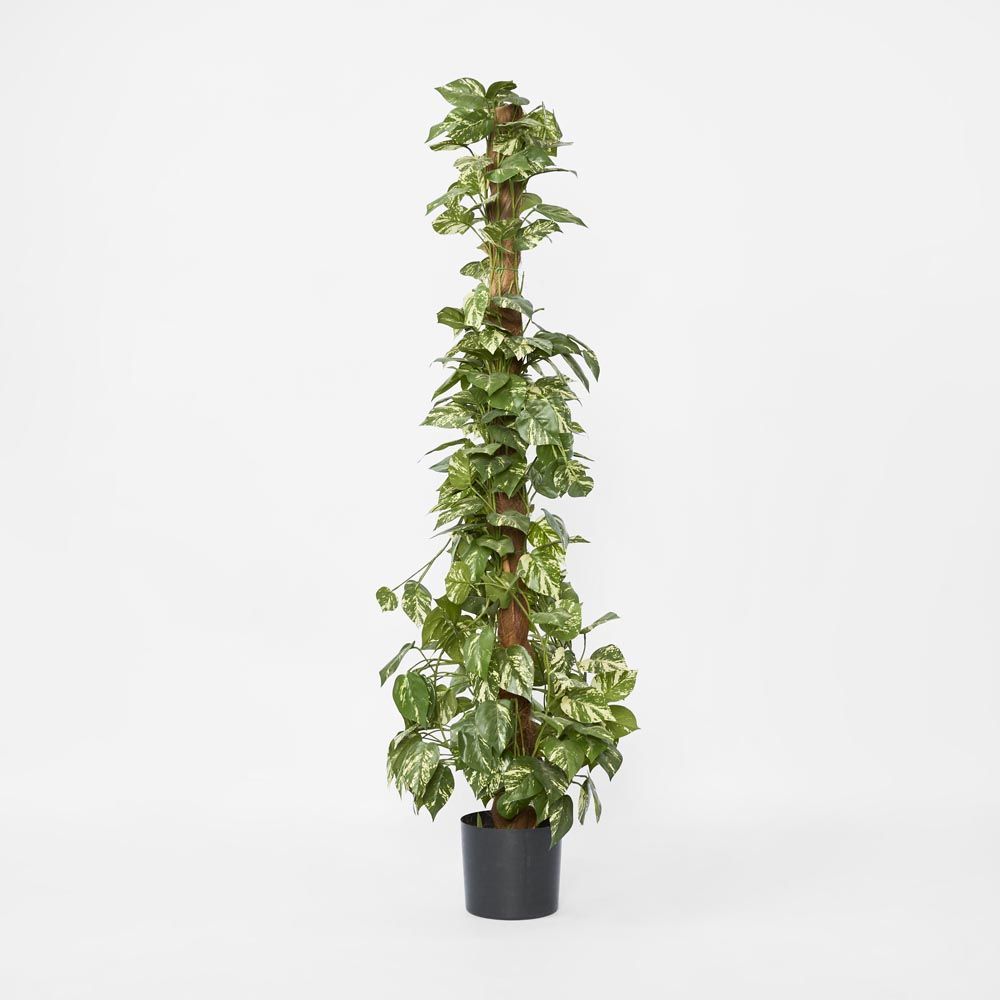Pothos Vines On Coconut Pole 1.5M