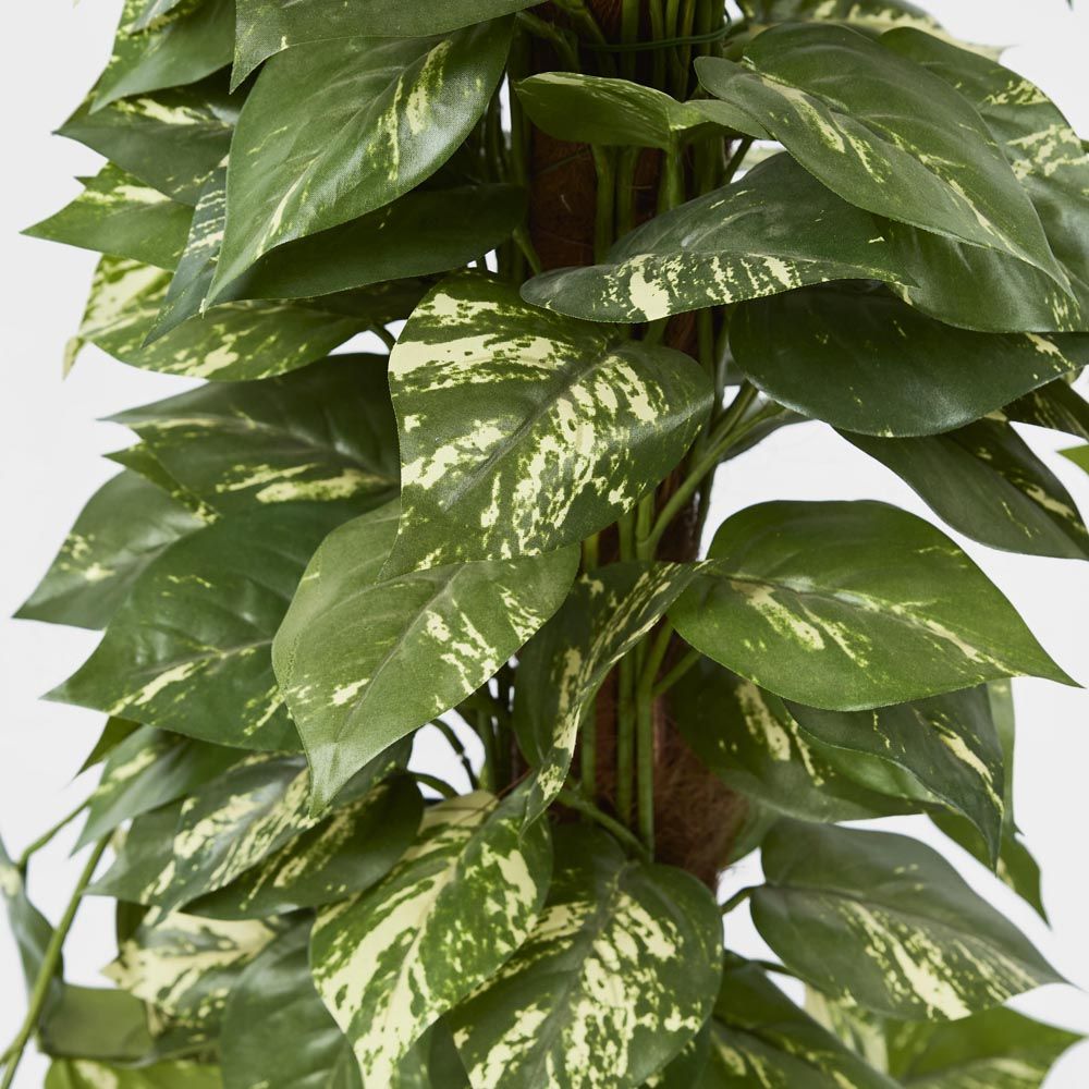 Pothos Vines On Coconut Pole 1.5M