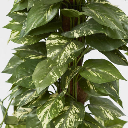 Pothos Vines On Coconut Pole 1.5M
