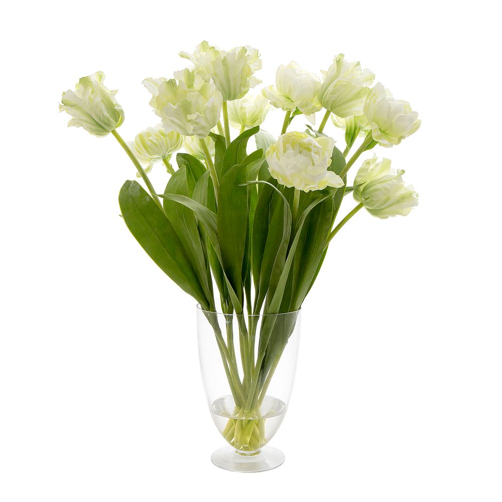 Tulip In Water In Glass Vase Parrot White