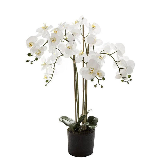 Orchid In Paper Pot Medium 90Cm White