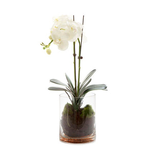 Orchid Phalaenopsis in Glass Vase in Water 53cm White