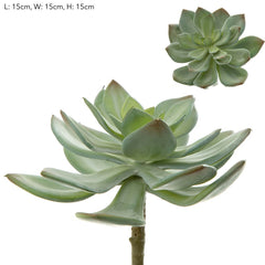 Succulent Pearl Pick 15Cm Green