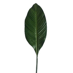 Leaf Spathiphylium 1M