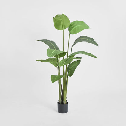 天堂鸟植物150厘米