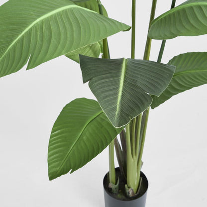 天堂鸟植物150厘米