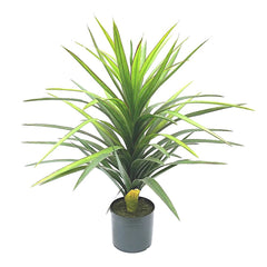 Yucca Plant In Pot 90Cm