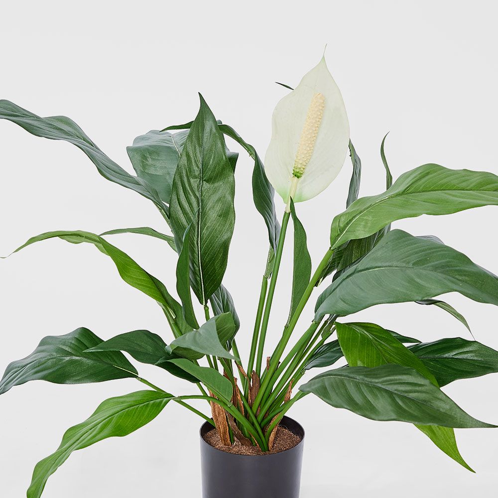 Spathiphyllum Lily White 53Cm