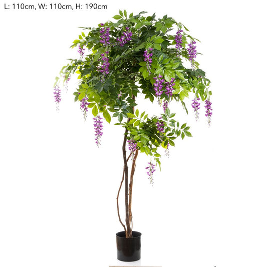 Wisteria Tree Purple 1.9M