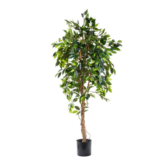 Ficus Vine Tree 1.8M