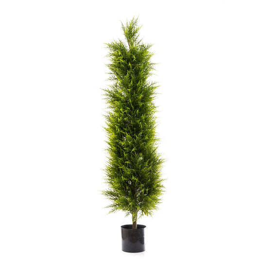 Cypress Pine 1.5M