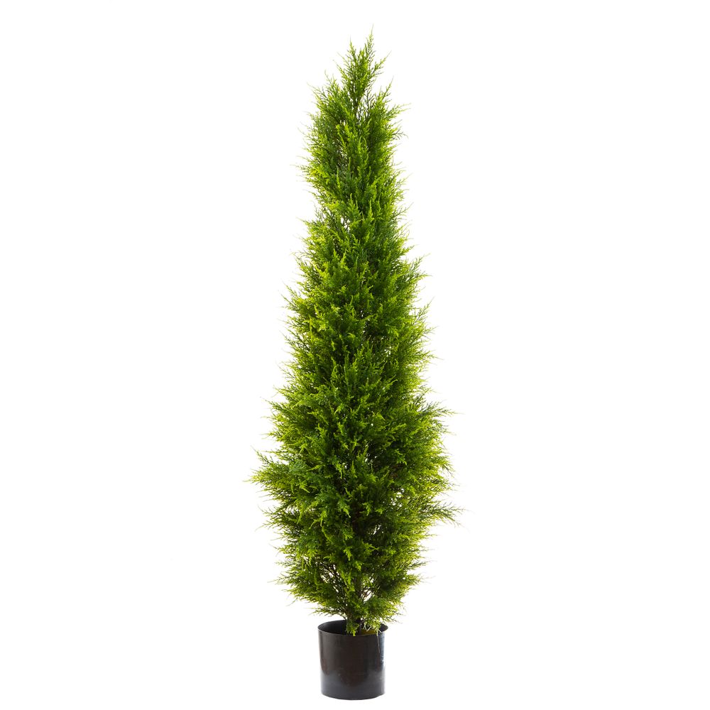 Cypress Pine 1.8M